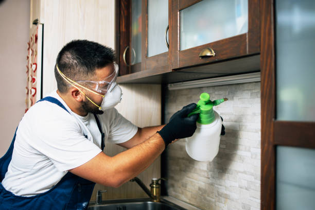 Best Pest Removal Services  in Morn, GA