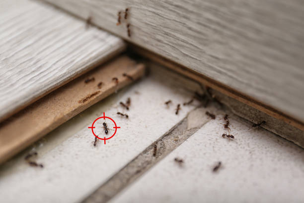 Best Pest Control Treatment  in Morn, GA